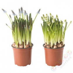 ⭐MUSCARI⭐Растение в горшке, различный Muscari, 12 cm⭐ИКЕА-00569742