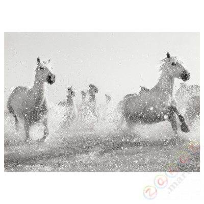 ⭐PJATTERYD⭐Образ, galopujące konie, 70x50 cm⭐ИКЕА-80519442