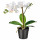 ⭐FEJKA⭐Искусственное комнатное растение, Белая орхидея, 9 cm⭐ИКЕА-00285908