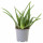 ⭐ALOE VERA⭐Растение в горшке, Алоэ, 19 cm⭐ИКЕА-80526409