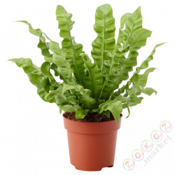 ⭐ASPLENIUM 'CRISPY WAVE'⭐Растение в горшке, 12 cm⭐ИКЕА-00460780