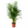 ⭐DYPSIS LUTESCENS⭐Растение в горшке, Palma Areka, 27 cm⭐ИКЕА-70515487
