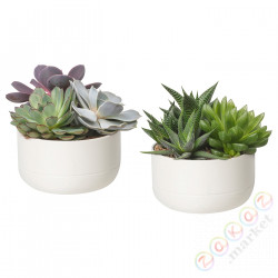 ⭐SUCCULENT⭐Roślina сdoniczką, Sukulent/белый, 14 cm⭐ИКЕА-30546377