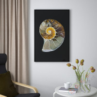 ⭐BILD⭐Плакат, nautilus, 61x91 cm⭐ИКЕА-40567977