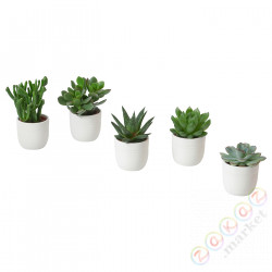⭐SUCCULENT⭐Roślina сdoniczką, Sukulent различный/белый, 6 cm⭐ИКЕА-00564443
