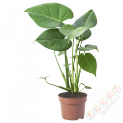 ⭐MONSTERA DELICIOSA⭐Растение в горшке, монстера с дырками, 12 cm⭐ИКЕА-50515493