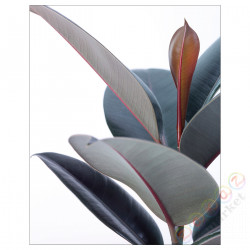 ⭐BILD⭐Плакат, Растение в горшке -Zey, 40x50 cm⭐ИКЕА-80442075