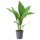 ⭐ASPIDISTRA ELATIOR⭐Растение в горшке, Aspidistra wyniosła, 17 cm⭐ИКЕА-80515811 ⭐ASPIDISTRA ELATIOR⭐Растение в горшке, Aspidistra wyniosła, 17 cm⭐ИКЕА-80515811