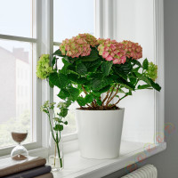 ⭐HYDRANGEA MACROPHYLLA⭐Растение в горшке, Hortensja/разные цвета, 23 cm⭐ИКЕА-10553255