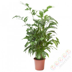 ⭐CARYOTA⭐Растение в горшке, Кариот нежный, 24 cm⭐ИКЕА-20515828