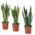 ⭐SANSEVIERIA TRIFASCIATA⭐Растение в горшке, САНСЕВЕРИЯ, 14 cm⭐ИКЕА-00421029 ⭐SANSEVIERIA TRIFASCIATA⭐Растение в горшке, САНСЕВЕРИЯ, 14 cm⭐ИКЕА-00421029