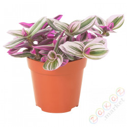 ⭐TRADESCANTIA⭐Растение в горшке, Tradescencja сирень, 12 cm⭐ИКЕА-70574896