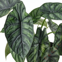 ⭐ALOCASIA⭐Растение в горшке, 14 cm⭐ИКЕА-50515841