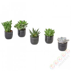 ⭐SUCCULENT⭐Roślina сdoniczką, Sukulent различный/черный, 6 cm⭐ИКЕА-80564444