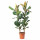 ⭐FICUS ELASTICA ROBUSTA⭐Растение в горшке, Drвызовko kauczukowe, 27 cm⭐ИКЕА-80495200 ⭐FICUS ELASTICA ROBUSTA⭐Растение в горшке, Drвызовko kauczukowe, 27 cm⭐ИКЕА-80495200