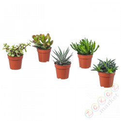⭐SUCCULENT⭐Растение в горшке, различный/Sukulent, 9 cm⭐ИКЕА-10311006