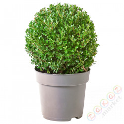 ⭐ILEX⭐Растение в горшке, ostrokrвызов букszpanowy, 21 cm⭐ИКЕА-40540365