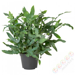 ⭐PHLEBODIUM AUREUM⭐Растение в горшке, Flebodium złociste14 cm⭐ИКЕА-60460782