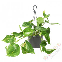 ⭐EPIPREMNUM⭐Roślina wisząca, Золотой эпипремнум, 17 cm⭐ИКЕА-20539278