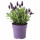 ⭐LAVANDULA⭐Растение в горшке, lawenda, 12 cm⭐ИКЕА-30315409 ⭐LAVANDULA⭐Растение в горшке, lawenda, 12 cm⭐ИКЕА-30315409