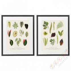 ⭐KNOPPANG⭐Рамка сplakatem, kolaż liści, 40x50 cm⭐ИКЕА-80570478