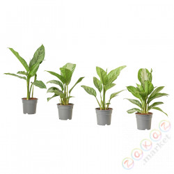 ⭐AGLAONEMA⭐Растение в горшке, 17 cm⭐ИКЕА-30500930