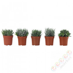 ⭐HAWORTHIA⭐Растение в горшке, haworsja/различный, 6 cm⭐ИКЕА-10515819