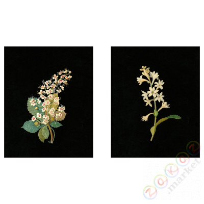 ⭐BILD⭐Плакат, Flora Delanica II, 40x50 cm⭐ИКЕА-00446930