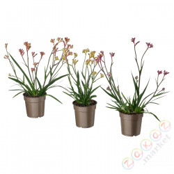 ⭐ANIGOZANTHOS⭐Растение в горшке, Łapa kangura, 12 cm⭐ИКЕА-50460768