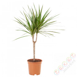 ⭐DRACAENA MARGINATA⭐Растение в горшке, Дерево дракона/1 pień, 17 cm⭐ИКЕА-30526341