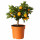 ⭐CITRUS⭐Растение в горшке, Kalamondin, 15 cm⭐ИКЕА-30540361