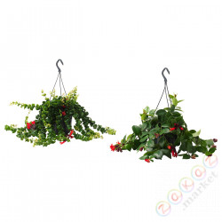 ⭐AESCHYNANTHUS⭐Растение в горшке, Aeschynanthus, 15 cm⭐ИКЕА-60365940